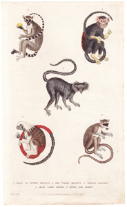 1. Black or Ruffed Maucauco  2. Ring-tailed Maucauco  3. Woolly Maucauco  4. Great Eared Monkey  5. Little Lion Monkey